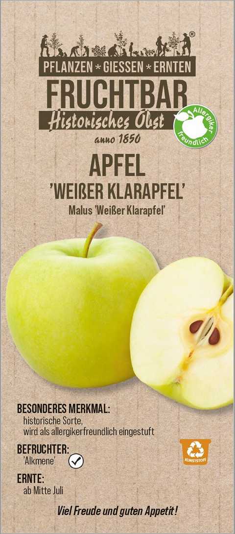 Stadt Ernte Bio Obstbaum Apfel Weißer Klarapfel H 150 cm 29 cm Topf von Pflanzen