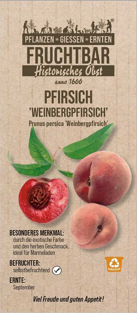 Stadt Ernte Bio Obstbaum Pfirsich Weinbergpfirsich H 150 cm 29 cm Topf von Pflanzen
