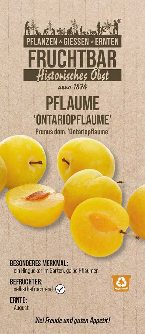 Stadt Ernte Bio Obstbaum Pflaume Ontariopflaume H 150 cm 29 cm Topf von Pflanzen