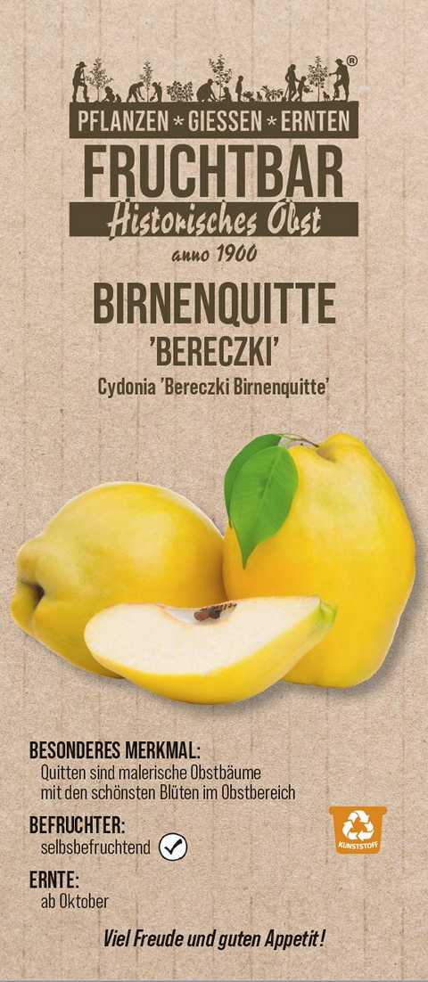 Stadt Ernte Bio Obstbaum Quitte Bereczki Birnenquitte H 150 cm 29 cm Topf von Pflanzen