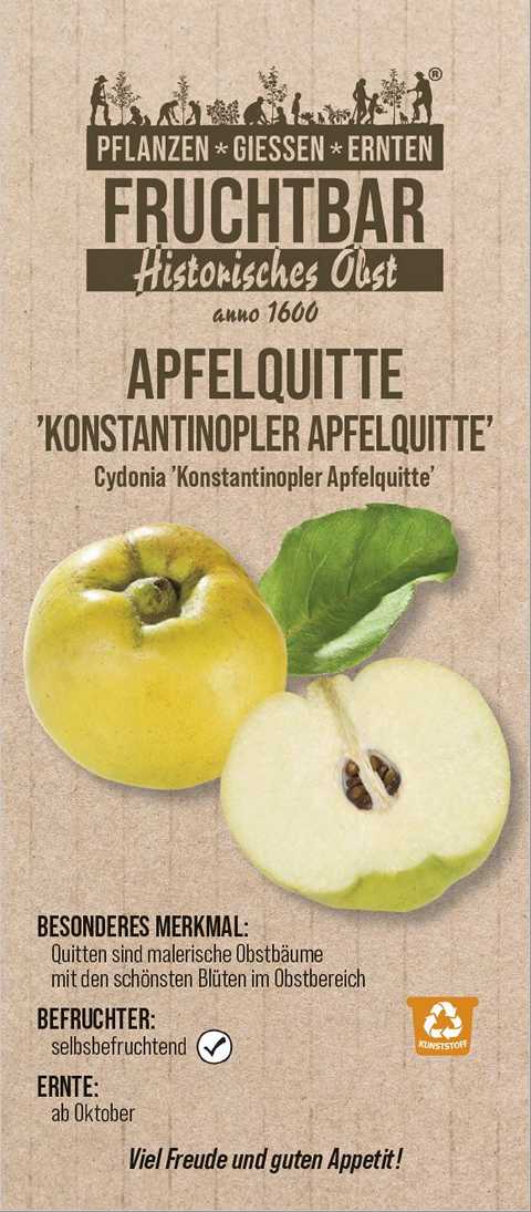 Stadt Ernte Bio Obstbaum Quitte Konstant. Apfelquitte H 150 cm 29 cm Topf von Pflanzen