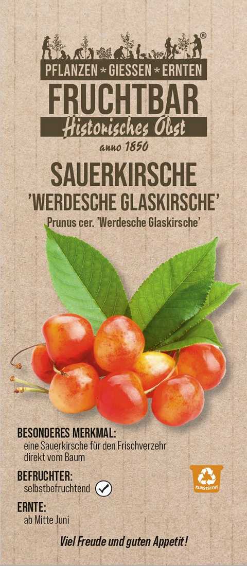 Stadt Ernte Bio Obstbaum Sauerkirsche Glaskirsche H 150 cm 29 cm Topf Stadt Ernte Bio Obstbaum Sauerkirsche Glaskirsche H 150 cm 29 cm Topf von Pflanzen