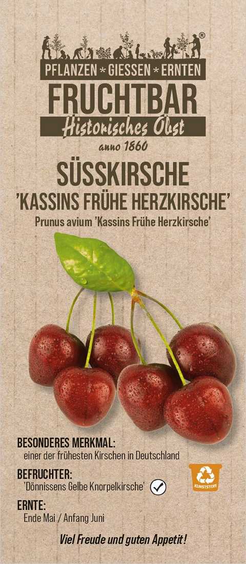 Stadt Ernte Bio Obstbaum Süßkirsche Frühe Herzkirsche H 150 cm 29 cm Topf Stadt Ernte Bio Obstbaum Süßkirsche Frühe Herzkirsche H 150 cm 29 cm Topf von Pflanzen