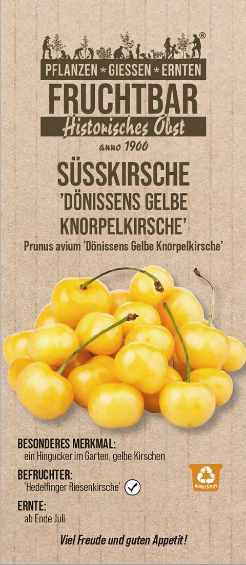 Stadt Ernte Bio Obstbaum Süßkirsche Knorpelkirsche H 150 cm 29 cm Topf Stadt Ernte Bio Obstbaum Süßkirsche Knorpelkirsche H 150 cm 29 cm Topf von Pflanzen
