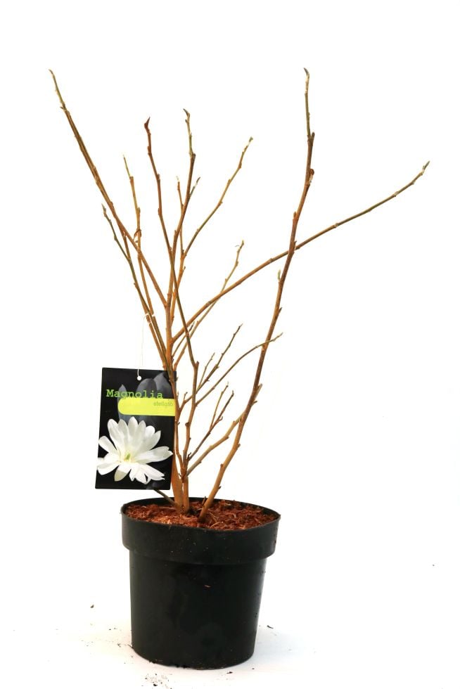 Sternmagnolie 5 l Container von Pflanzen