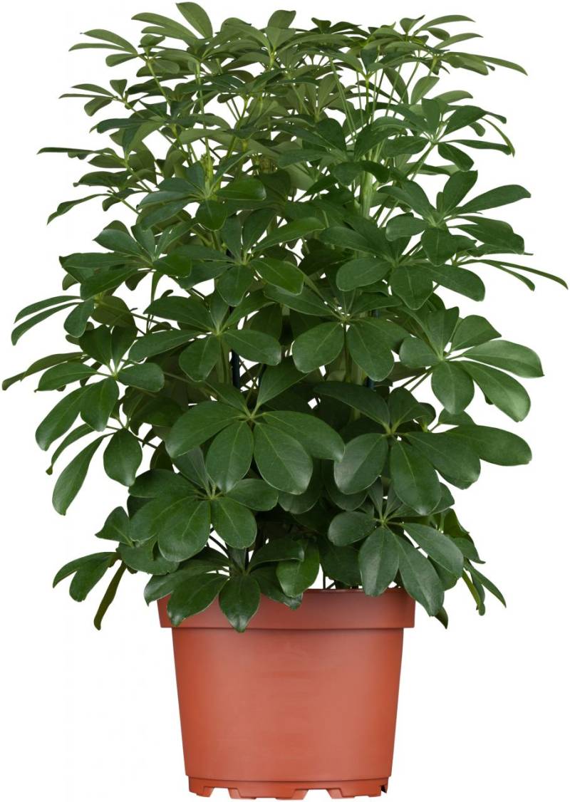 Strahlenaralie Schefflera arboricola Nora H ca. 50 cm 21 cm Topf Strahlenaralie Schefflera arboricola Nora H ca. 50 cm 21 cm Topf von Pflanzen