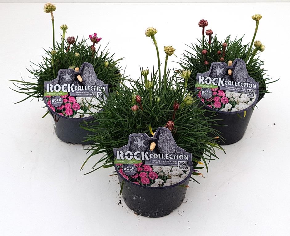 Strand-Grasnelke Armeria maritima H 10-20 cm 13 cm Topf von Pflanzen