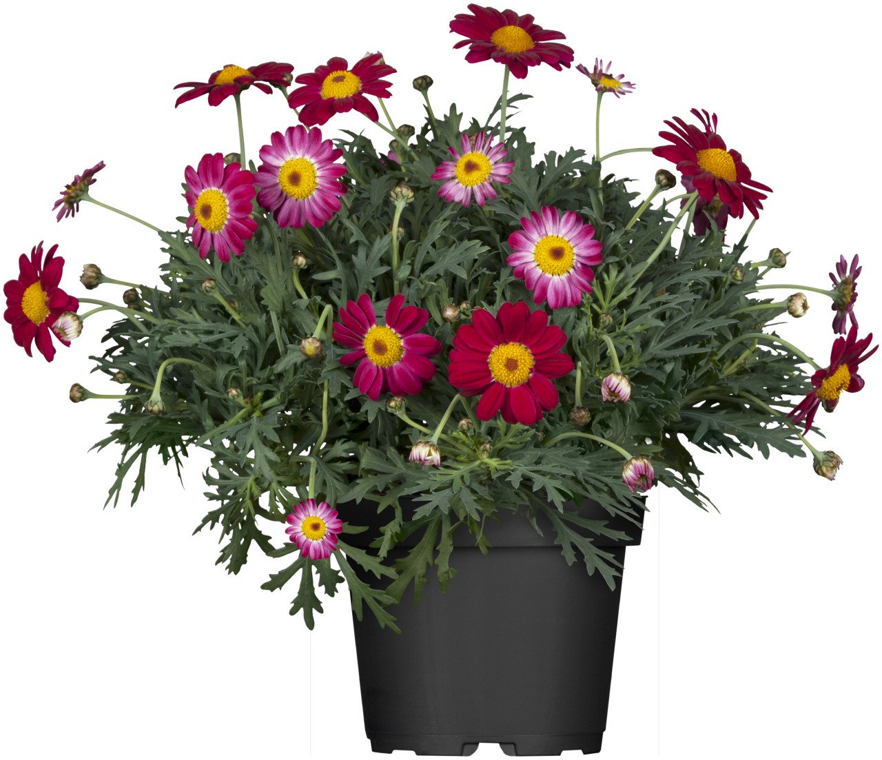 Strauchmargerite Argyranthemum frutescens H 30 - 100 cm 10,5 cm Topf von Pflanzen