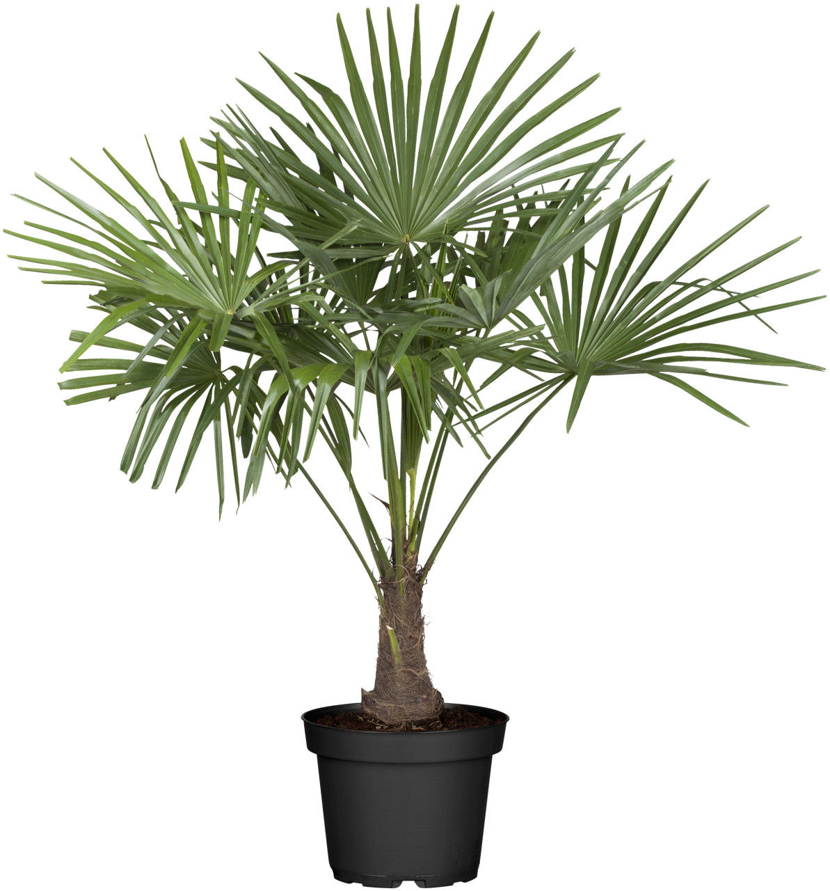 Trachycarpus Hanfpalme 34 cm Topf von Pflanzen