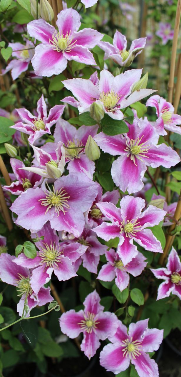 Waldrebe Clematis 2-farbig H 40 - 60 cm 2 L Eckcontainer von Pflanzen