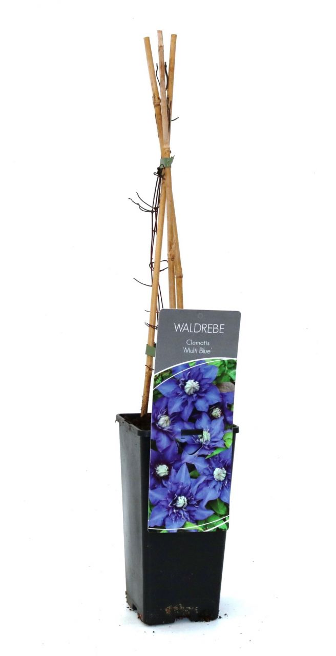 Waldrebe Clematis blau H 40 - 60 cm 2 L Eckcontainer von Pflanzen