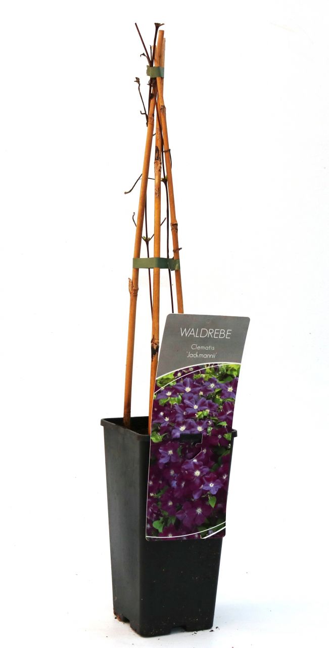 Waldrebe Clematis lila H 40 - 60 cm 2 L Eckcontainer von Pflanzen