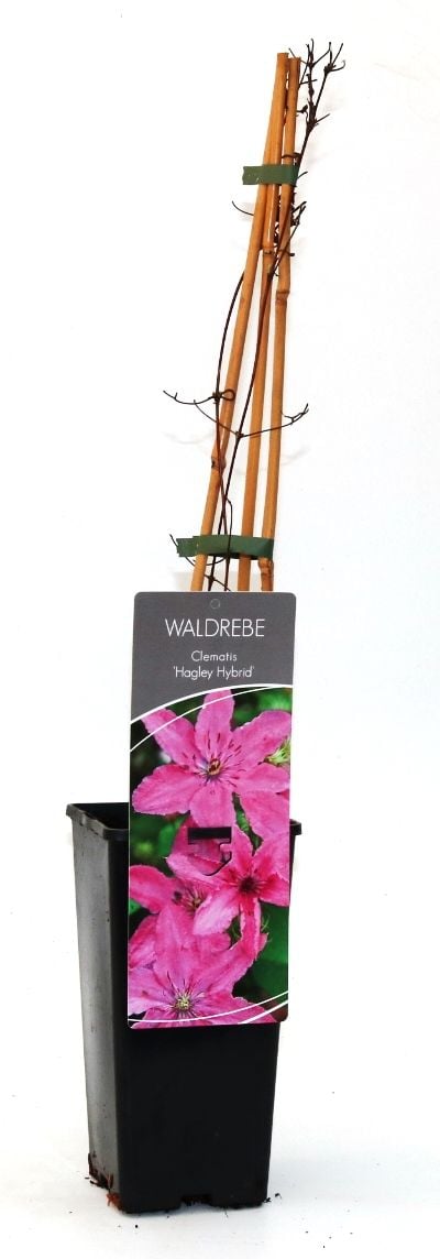 Waldrebe Clematis rosa H 40 - 60 cm 2 L Eckcontainer von Pflanzen