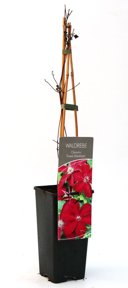 Waldrebe Clematis rot H 40 - 60 cm 2 L Eckcontainer Waldrebe Clematis rot H 40 - 60 cm 2 L Eckcontainer von Pflanzen