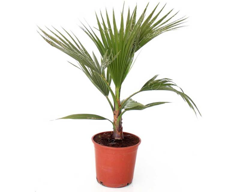 Zwergpalme Chamaerops Humilis H ca. 60 - 80 cm 20 cm Topf von Pflanzen