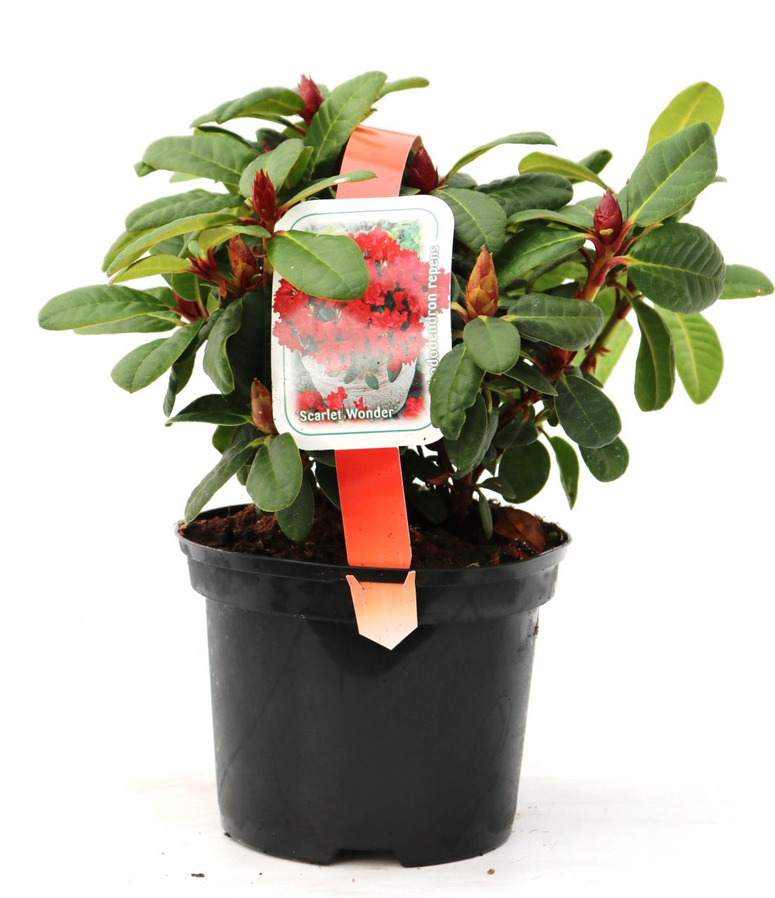 Zwergrhododendron Repens Scarlett Wonder 2 L Container von Pflanzen