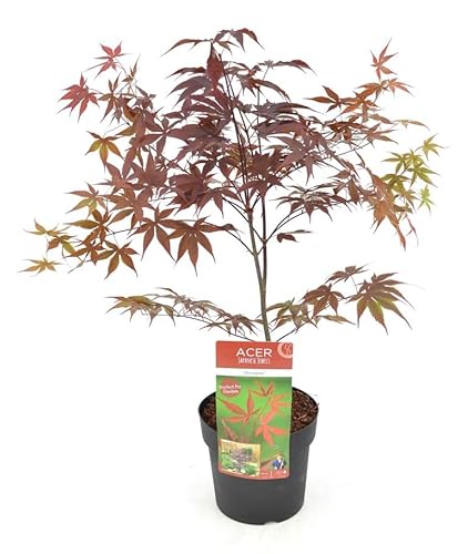 Ahorn palmatum Bloodgood - roter asiatischer Fächerahorn - verschiedene Größen (50-60cm - 3ltr.) von PflanzenFuchs