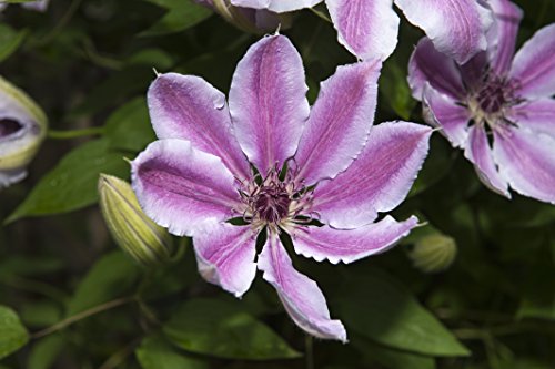 Clematis - Nelly Moser - weiß/rosa Blüten mit pinkem Mittelstreifen - 60-70cm 2ltr. [4092] von PflanzenFuchs