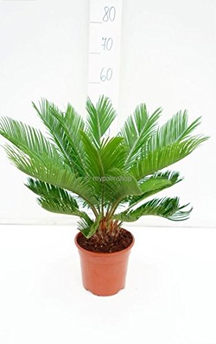 Cycas revoluta- Japanische Kogelpalme- Gesamthöhe: 60-80cm Topf: Ø 19 cm [5982] von PflanzenFuchs