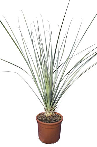 Dasylirion wheelerii - Rauschopf - Gesamthöhe 80-90cm Topf Ø 28cm von PflanzenFuchs
