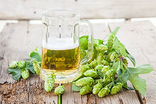 Echter Hopfen - Humulus lupulus - Gesamthöhe 20-40 cm - Topf 2 ltr - Kletterpflanze [3857] von PflanzenFuchs