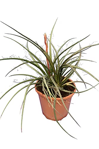 Hesperaloe parviflora - Rot blühende Yucca - Gesamthöhe 50-70cm - Topf Ø 26 cm von PflanzenFuchs