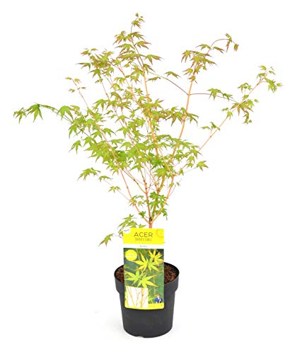 Japanischer Ahornbaum gelb/orange - Ahorn palmatum Bi hoo - Gesamthöhe 60-80 cm - 3 Liter Topf von PflanzenFuchs