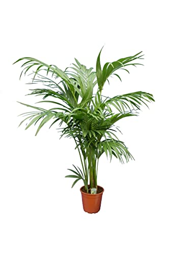 Kentia Palme Howea Forsteriana wunderschöne Zimmerpflanze sehr pflegeleicht 130-150cm Pot Ø 20 cm [5319] von PflanzenFuchs