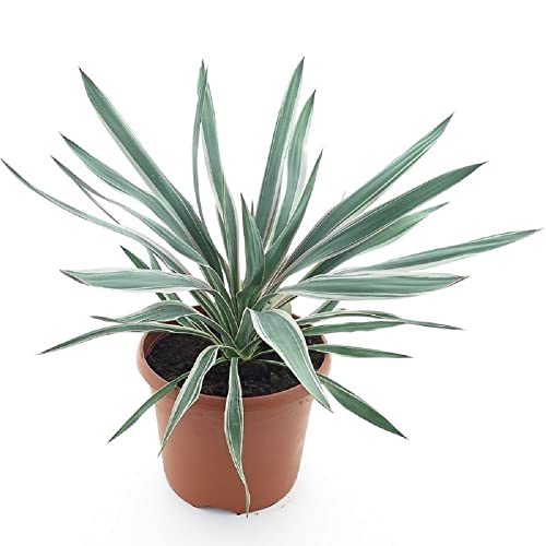 Kerzen-Palmlilie - Yucca gloriosa Silver - Gesamthöhe 60-80 cm - Topf Ø 26 cm [8831] von PflanzenFuchs