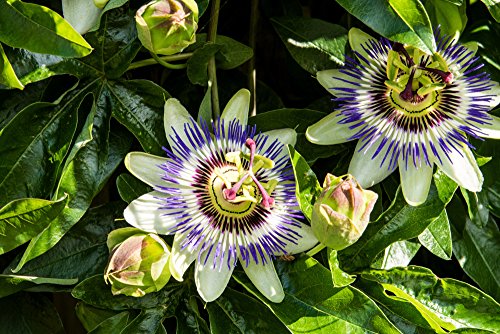 Lila Blaue Passionsblume - Passiflora caerulea - 50-70cm 2 Ltr. Topf [3860] von PflanzenFuchs