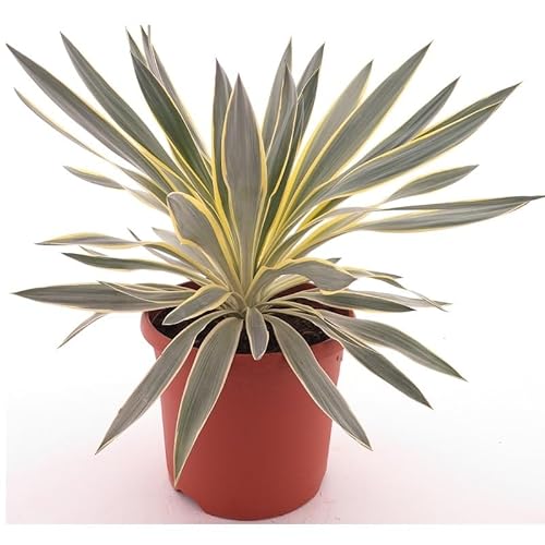Lilie - Palme - Yucca gloriosa Citrus - Fädige Palmlilie - Gesamthöhe: 50-70cm, Topf: Ø 26 cm - 8,4 ltr. [9323] von PflanzenFuchs