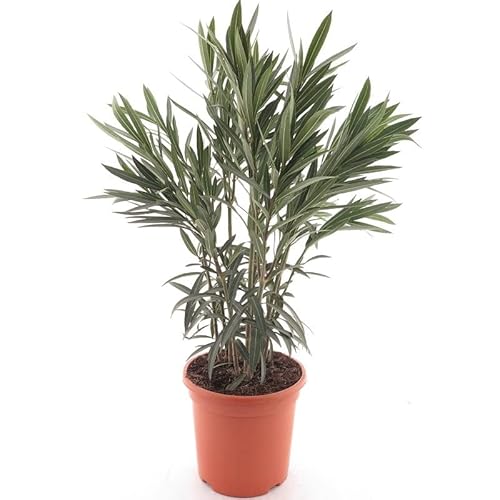 Pinker Oleander - Nerium oleander - Gesamthöhe 80+ cm - Topf Ø 26 cm von PflanzenFuchs