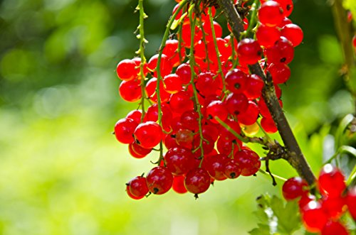 Rote Johannisbeere - Ribes rubrum - verschiedene Größen (60-80cm - 2Ltr.) [4610] von PflanzenFuchs