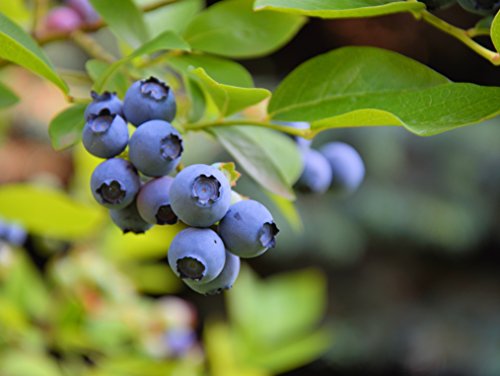 Strauch Heidelbeere - Blaubeeren - Vaccinium corymbosum 'Goldtraube' - 70-90cm 2Ltr. Topf [3523] von PflanzenFuchs