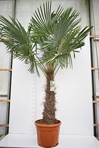 Trachycarpus fortunei, Palme, Hanfpalme Winterhart, Gesamthöhe:180+cm Stamm. 60-70cm - Topf Deco Ø 40 cm PALLETTENVERSAND INNERHALB DEUTSCHLAND [4207] von PflanzenFuchs