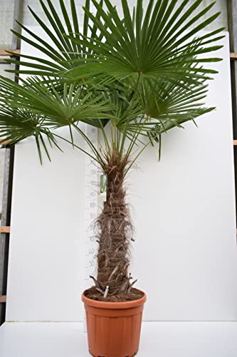 Trachycarpus fortunei, Palme, Hanfpalme Winterhart, Gesamthöhe:180-220cm Stamm. 70-80cm - Topf Ø 40 cm - 35 Ltr PALETTENVERSAND [2195] von PflanzenFuchs