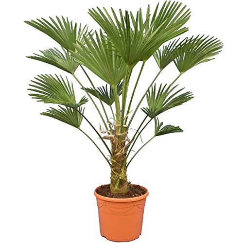 Trachycarpus wagnerianus, Hanfpalme, Palme, Winterhart - Gesamthöhe 110-130 cm - Stammhöhe 30-40 cm - Ø 35 cm [6953 von PflanzenFuchs