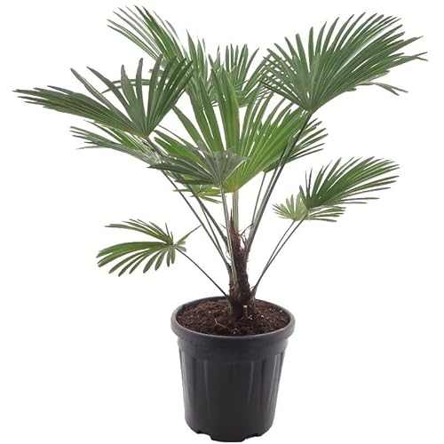 Wagnerpalme Frosty - Hanfpalme - Trachycarpus wagnerianus Frosty - Gesamthöhe 90-110 cm - Topf Ø 30 cm von PflanzenFuchs