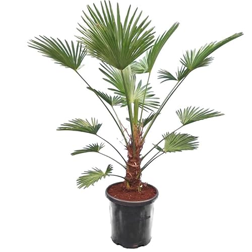 Wagnerpalme Frosty - Hanfpalme - Trachycarpus wagnerianus - Gesamthöhe 150-180 cm - Topf Ø 35 cm von PflanzenFuchs