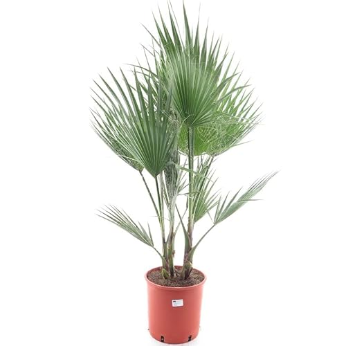 Washingtonia robusta MULTISTAMM - Mexikanische Washingtoniapalme - verschiedene Größen (110-130cm - Topf Ø 26cm) von PflanzenFuchs