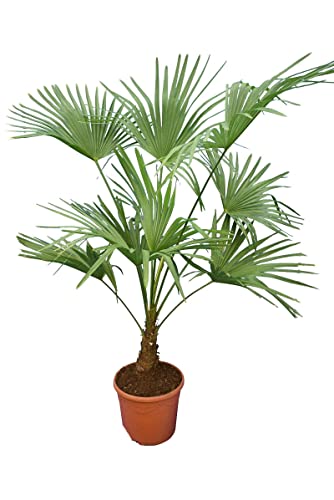 Winterharte Hanfpalme L - Trachycarpus fortunei - Gesamthöhe 120-140 cm - Topf Ø 30 cm von PflanzenFuchs