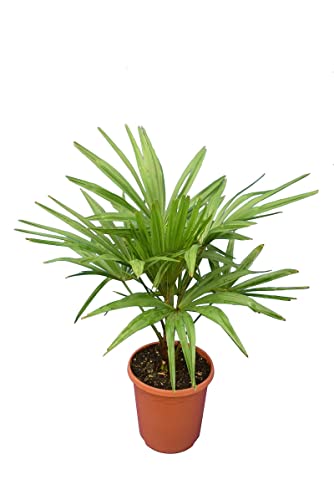 Winterharte Hanfpalme S - Trachycarpus fortunei - Gesamthöhe 60-80 cm - Topf Ø 23 cm von PflanzenFuchs