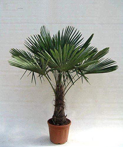 Winterharte Hanfpalme - Trachycarpus fortunei - Gesamthöhe 150-170cm - Stamm 40-50cm - Topf 20 Ltr.Ø 36cm [6596] von PflanzenFuchs