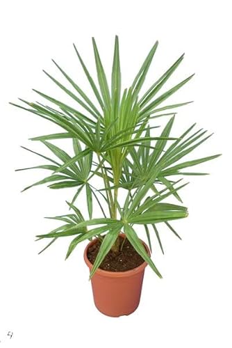 Winterharte Hanfpalme - Trachycarpus fortunei - Immergrün - Gesamthöhe 90-110 cm - Topf Ø 26 cm [8947] von PflanzenFuchs