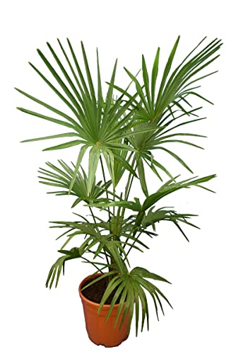 Winterharte Hanfpalme - Trachycarpus fortunei - Immergrün - verschiedene Größen (Fortunei XL) von PflanzenFuchs