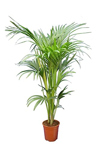 XL Kentia Palme Howea Forsteriana wunderschöne Zimmerpflanze sehr pflegeleicht 160-180cm Pot Ø 24 cm [4200] von PflanzenFuchs