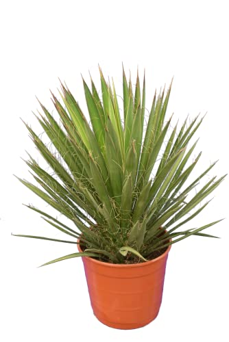 Yucca filifera - Gesamthöhe 50-70 cm - Topf Ø 23 cm [7693] von PflanzenFuchs