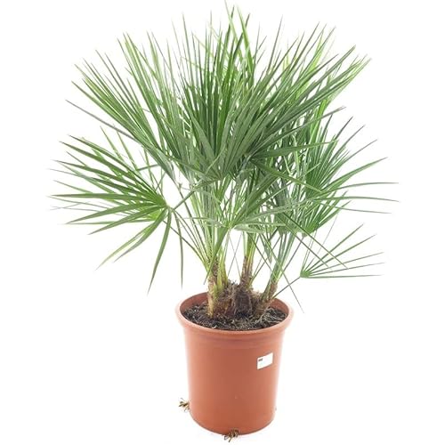 Zwergpalme - Chamaerops humilis - Gesamthöhe 80-100cm - Topf Ø 27 cm von PflanzenFuchs