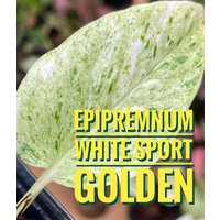 Versand Aus De Epipremnum »White Sport Golden«, Fertig Bewurzelte Jungpflanzen Mit 3-4 Blättern von PflanzenUndCoDE