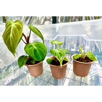 Versand Aus De Philodendron El Choco Red Versand Aus De Philodendron El Choco Red von PflanzenUndCoDE